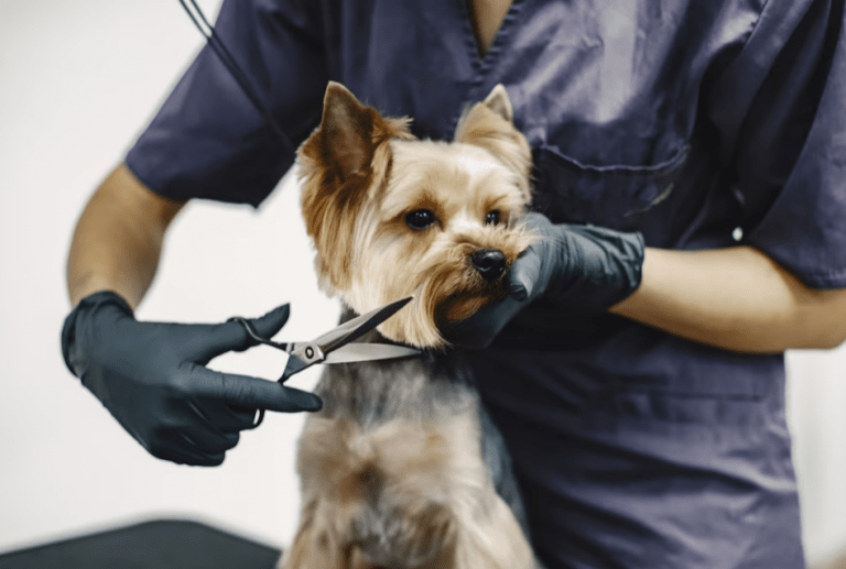 A Haven for Therapy Dogs And Grooming Enthusiasts