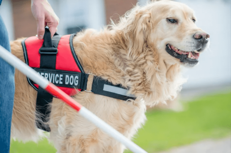 Happy Smiles Wagging Tails: Dental Therapy Dogs