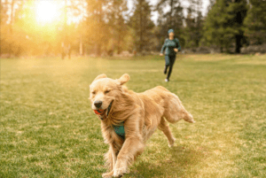 Unlocking Your Dog's Behavior Modification With Unleashed Academy