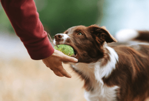 Daycare & Dog Park: The Perfect Pet Oasis for Your Furry Friend