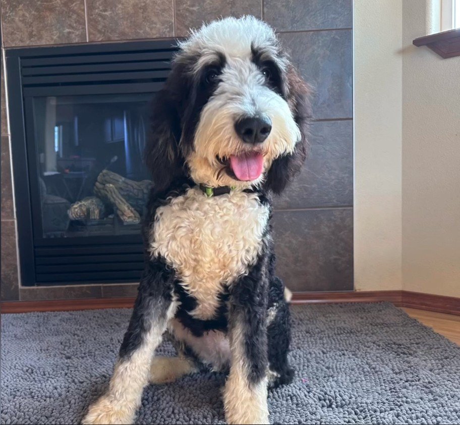 delilah service dog