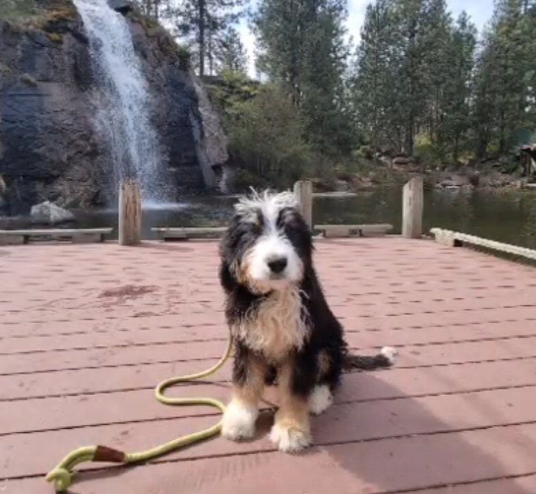 gordon service dog for sale